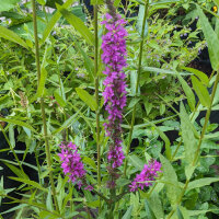 Grote kattenstaart (Lythrum salicaria) zaden