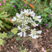 Straalscherm / Stralend bloemscherm (Orlaya grandiflora)