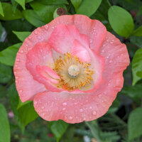 Shirley-klaproosmix (Papaver rhoeas)