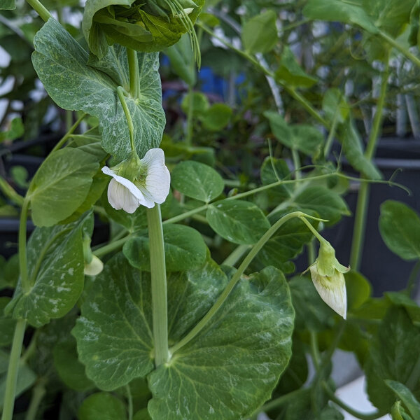 Peultjes Corne de Belier (Pisum sativum)