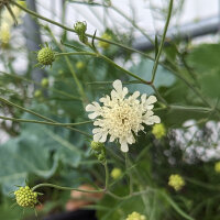 Gele scabiosa / duifkruid / schurftkruid  (Scabiosa...