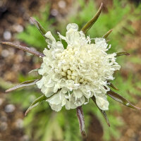 Gele scabiosa / duifkruid / schurftkruid  (Scabiosa...