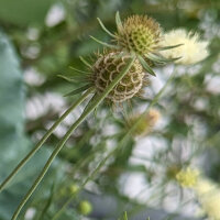 Duifkruid/ Schurftkruid  (Scabiosa ochroleuca)