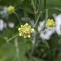 Duifkruid/ Schurftkruid  (Scabiosa ochroleuca)