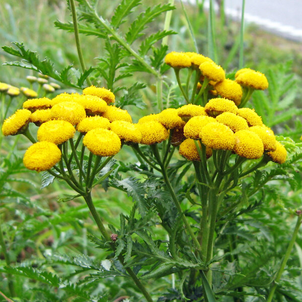 Boerenwormkruid (Tanacetum vulgare) zaad