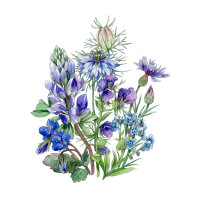 Zomerbloemen in blauw (diverse soorten &...