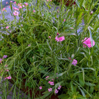 Bloemenboeket in roze