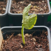 Hawaiiaanse baby-woodrose (Argyreia nervosa) zaden