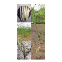 Asperge diversiteir – zaad set