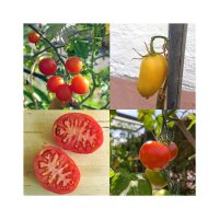 Historische tomatensoorten (bio) – zaad set