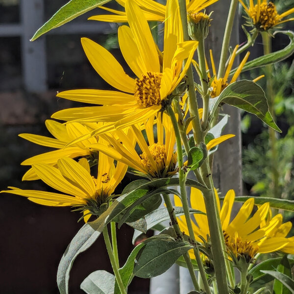 Maximilian-zonnebloem (Helianthus maximiliani) zaden