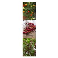 Thaise Chilis - zaad-cadeau set