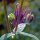 Wilde akelei (Aquilegia vulgaris) zaden