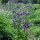 Wilde akelei (Aquilegia vulgaris) zaden