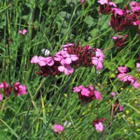 Kartuizer anjer (Dianthus carthusianorum) zaden