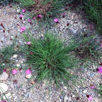 Kartuizer anjer (Dianthus carthusianorum) zaden