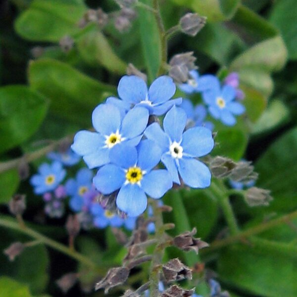 Bosvergeet-mij-nietje (Myosotis sylvatica) zaden