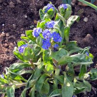 Bosvergeet-mij-nietje (Myosotis sylvatica) zaden