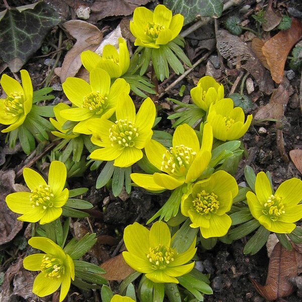 Winterakoniet (Eranthis hyemalis) zaden