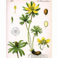 Winterakoniet (Eranthis hyemalis) zaden