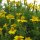 Gekruide goudsbloemen / sterafrikaantje (Tagetes tenuifolia) bio zaad