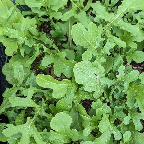 Zwaardherik / raketsla / rucola (Eruca vesicaria subsp. sativa) zaden