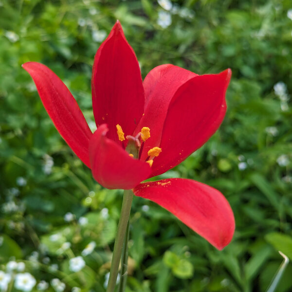 Turkse wilde tulp (Tulipa sprengeri) zaden