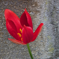 Turkse wilde tulp (Tulipa sprengeri) zaden