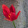 Turkse wilde tulp (Tulipa sprengeri) zaden