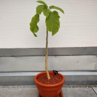 Brugmansia (Brugmansia arborea) zaden