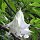 Brugmansia (Brugmansia arborea) zaden