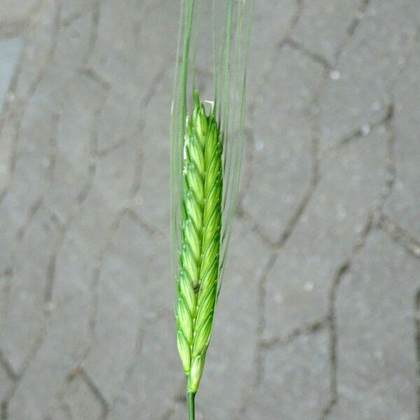 Eenkoren (Triticum monococcum) bio zaad