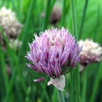 Bieslook (Allium schoenoprasum) zaden