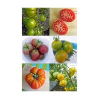 Kleurrijke oude tomatensoorten - zaden – set