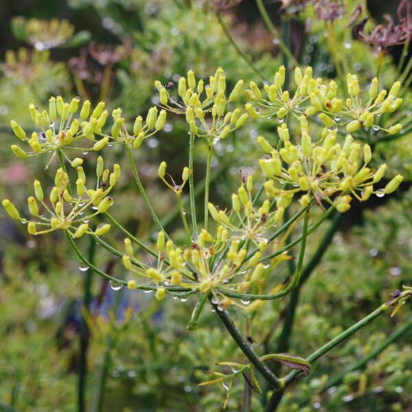 Groene gekruide venkel Dulce (Foeniculum vulgare) Bio zaad