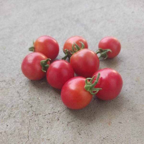 Tomaat tuinparel (Solanum lycopersicum) zaden