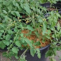 Tomaat tuinparel (Solanum lycopersicum) zaden