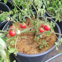 Tomaat tuinparel (Solanum lycopersicum) zaden