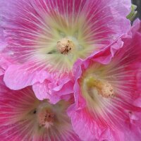 Gemeenschappelijke stokroosmix (Alcea rosea) bio zaad