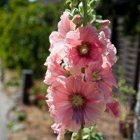 Gemeenschappelijke stokroosmix (Alcea rosea) bio zaad