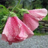 Gemeenschappelijke stokroosmix (Alcea rosea) bio zaad