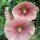 Gemeenschappelijke stokroosmix (Alcea rosea) bio zaad