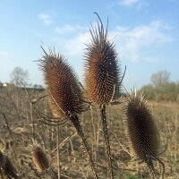 Grote kaardenbol (Dipsacus fullonum) bio zaad