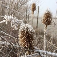 Grote kaardenbol (Dipsacus fullonum) bio zaad