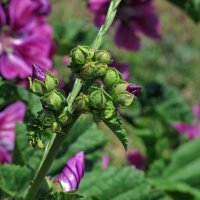 Mauritaanse kaasjeskruid  (Malva sylvestris ssp. mauritiana) bio