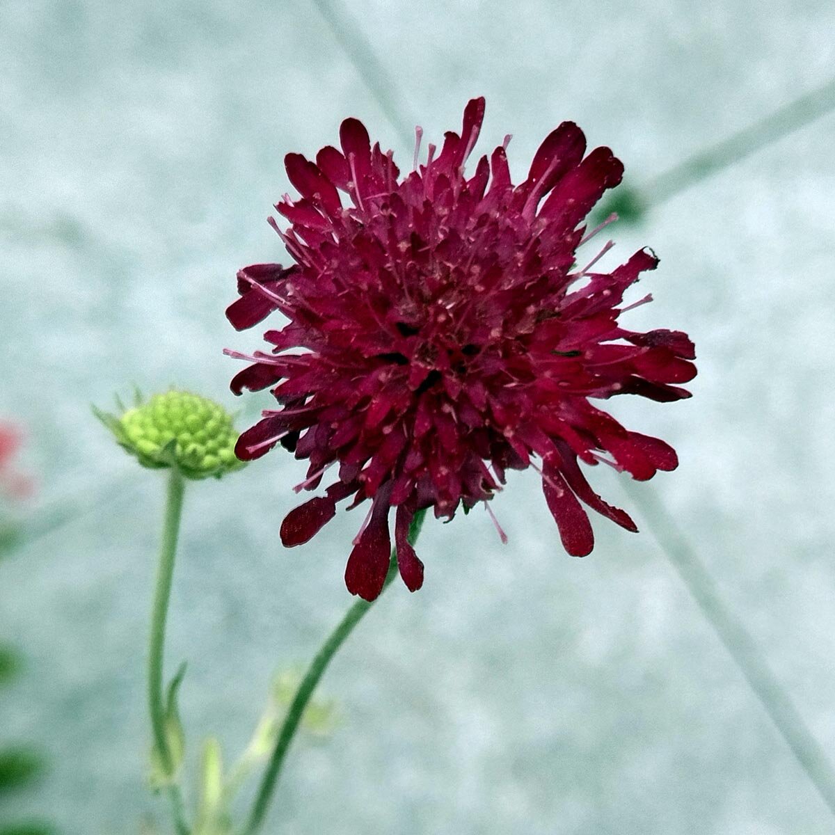 Zwarte Scabiosa Rouwbruid Treurige Weduwe Speldenkussenbloem