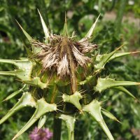 Mariadistel (Silybum marianum) bio zaad