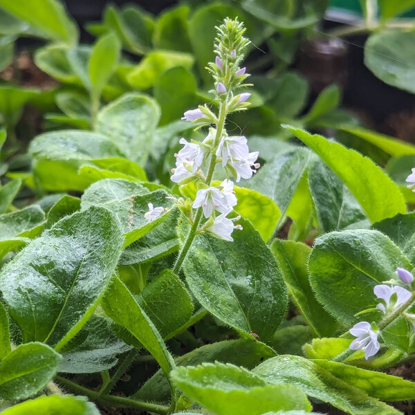 Mannetjesereprijs (Veronica officinalis) bio zaad