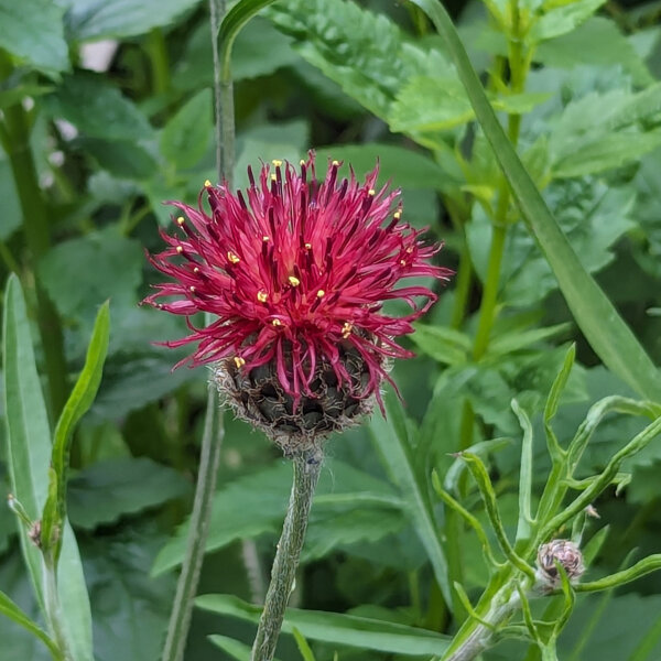 Paarse knoopkruid (Centaurea atropurpurea) bio zaad