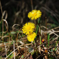 Het klein hoefblad (Tussilago farfara) bio zaad